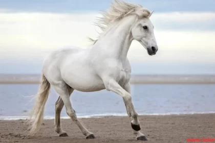 Camargue horse