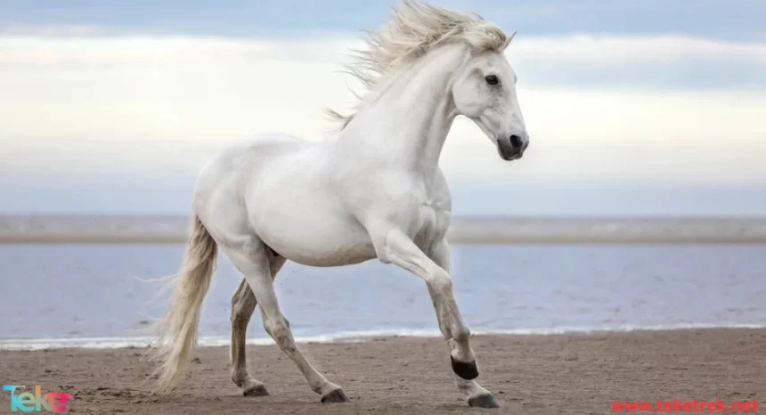 Camargue horse