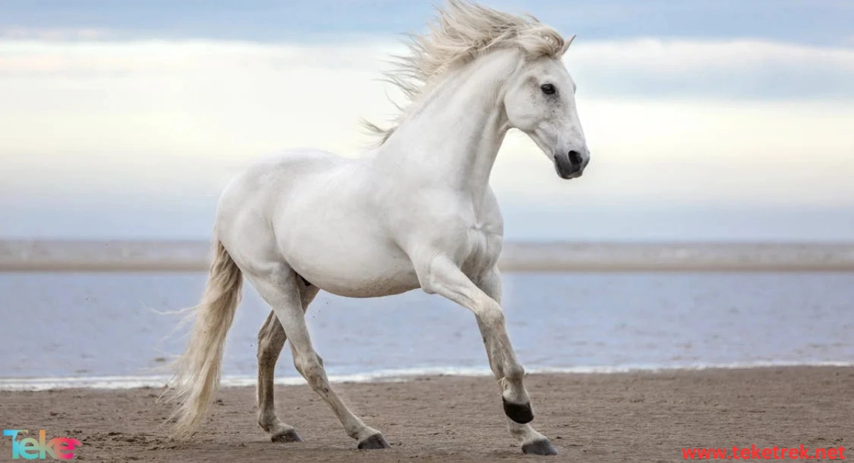 Camargue horse