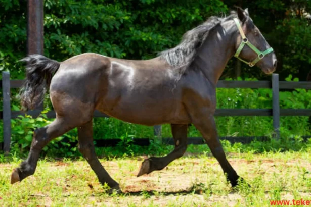 the Percheron horse