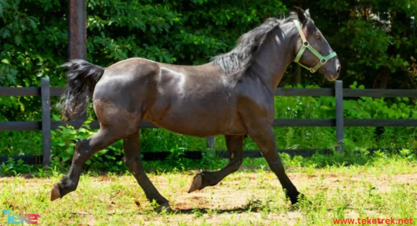 the Percheron horse