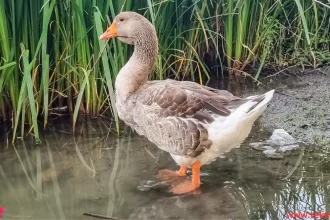 دجاجة الماء