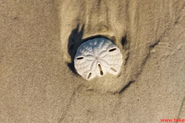 The Sand Dollar