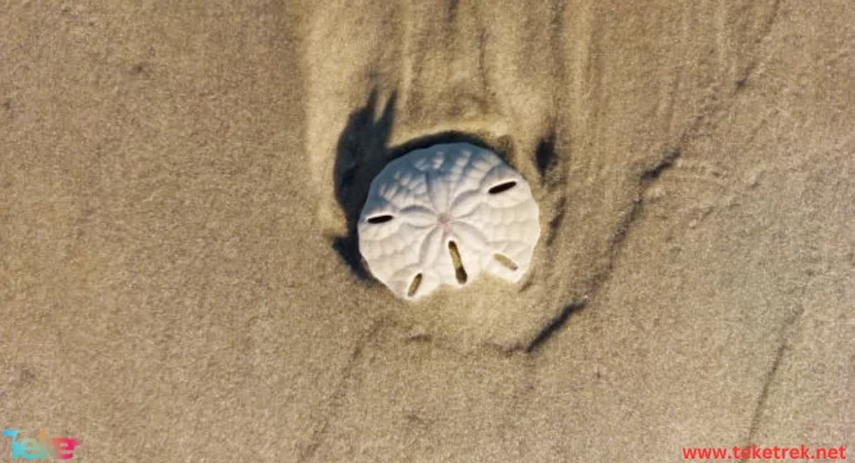 The Sand Dollar