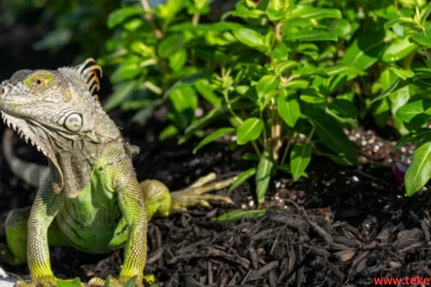 the Iguana Lizard