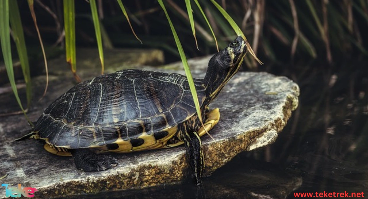 Leatherback turtle