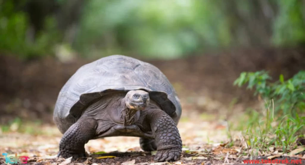 Galápagos Giant Tortoise