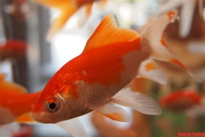 the Bubble Eye Goldfish