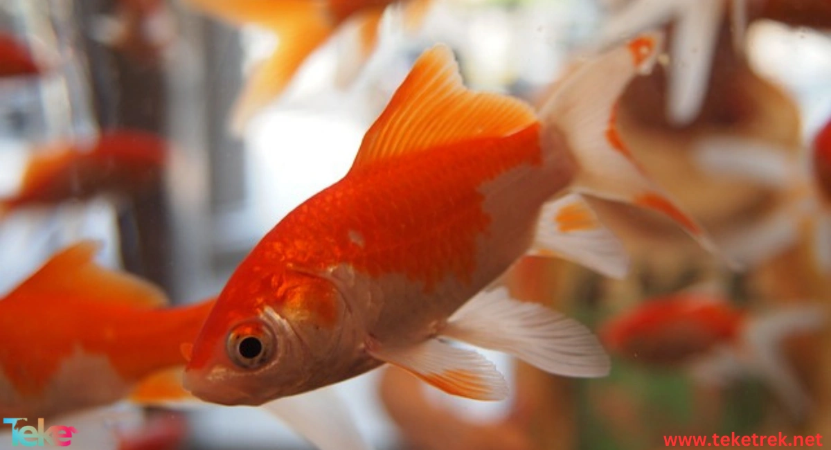 the Bubble Eye Goldfish