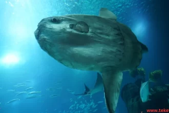 The Ocean Sunfish