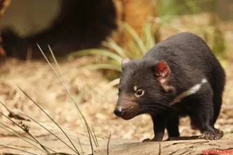 Tasmanian Devil