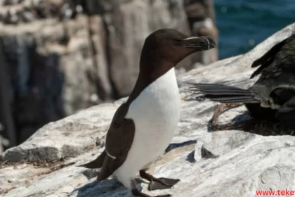 The Razorbill