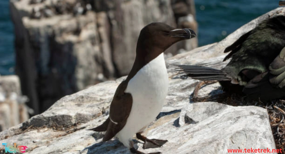 The Razorbill