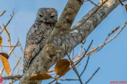 Potoo bird