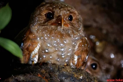 The caribbean oilbird