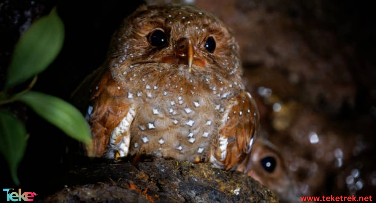 The caribbean oilbird