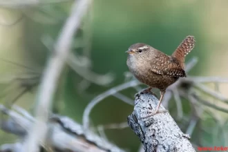 The Wren