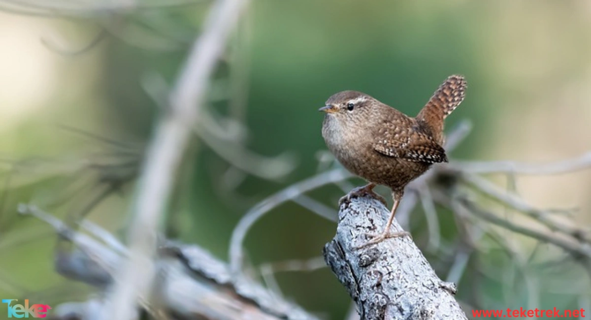 The Wren