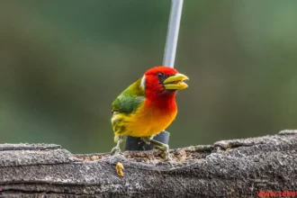 the Barbet Bird