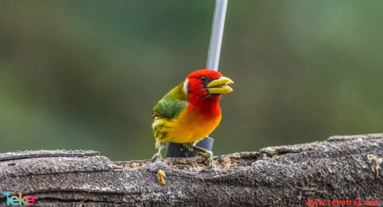 the Barbet Bird