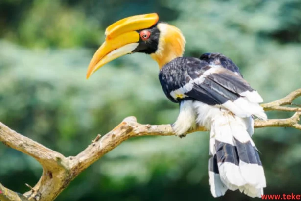 Hornbill