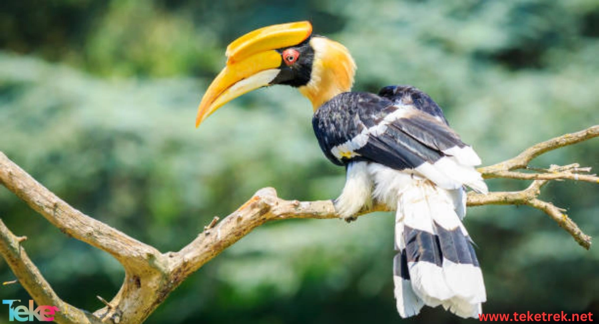 Hornbill