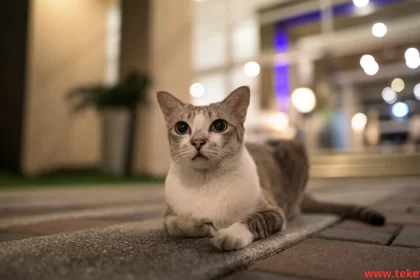 The Singapura cats