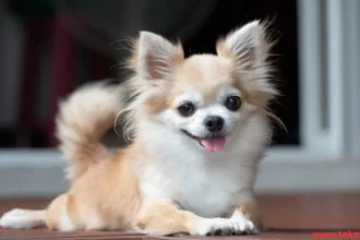 Chihuahua dog