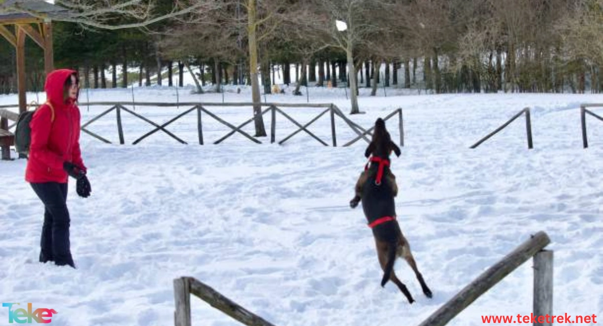 Fun Winter Activities for Animals: What do some animals do in the winter