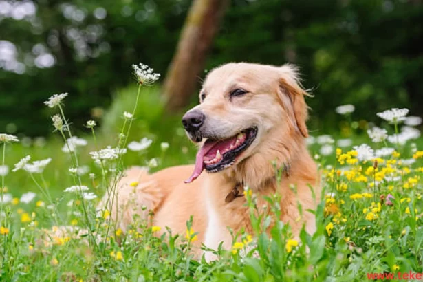 Labrador Retriever Dog