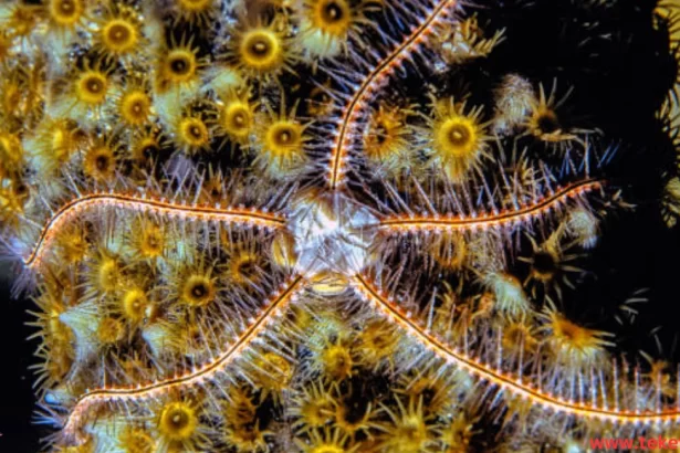 Brittle Stars