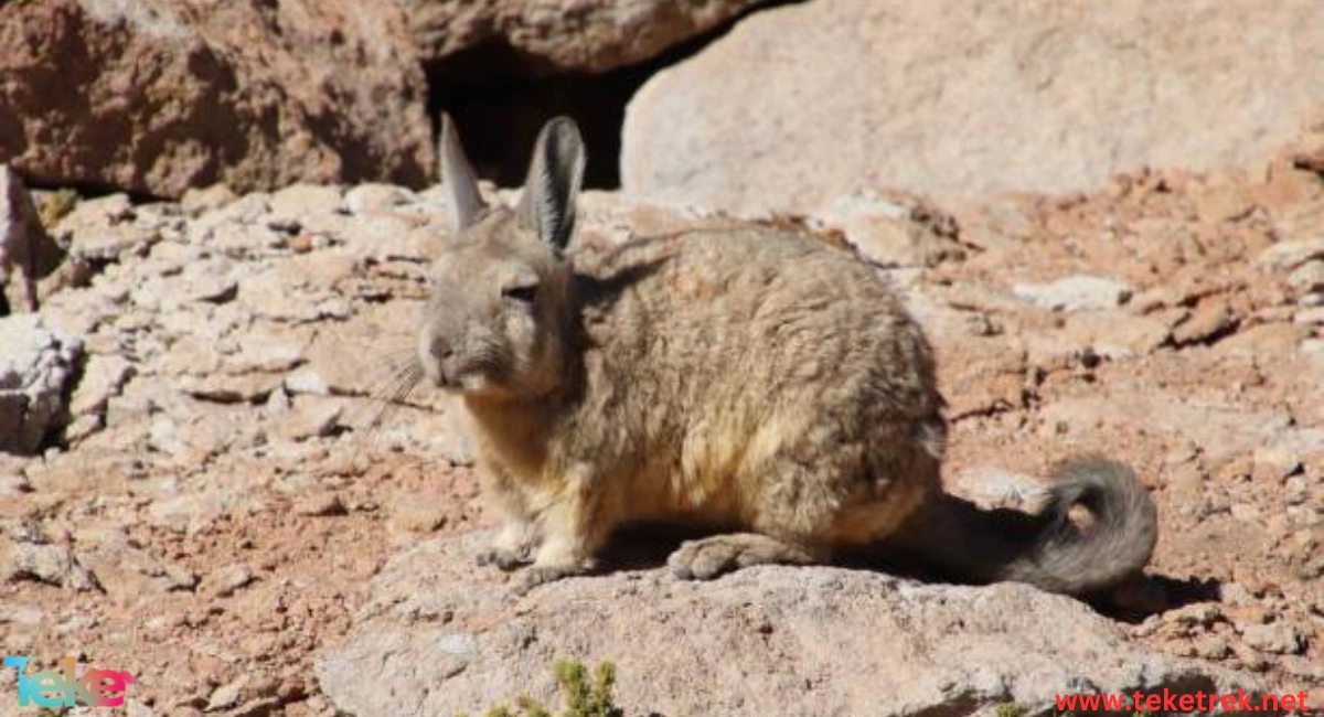 The Mountain Cottontail