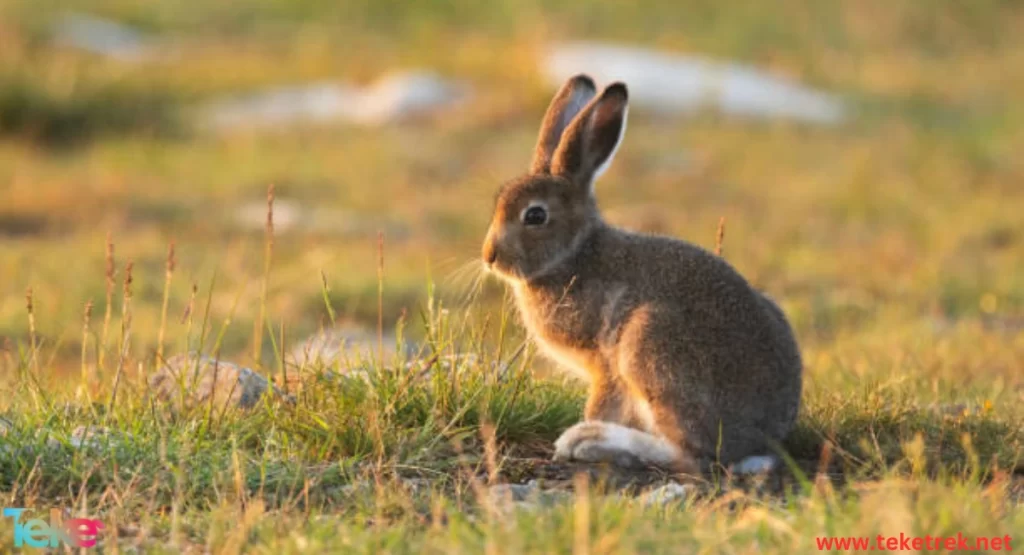 The Mountain Cottontail