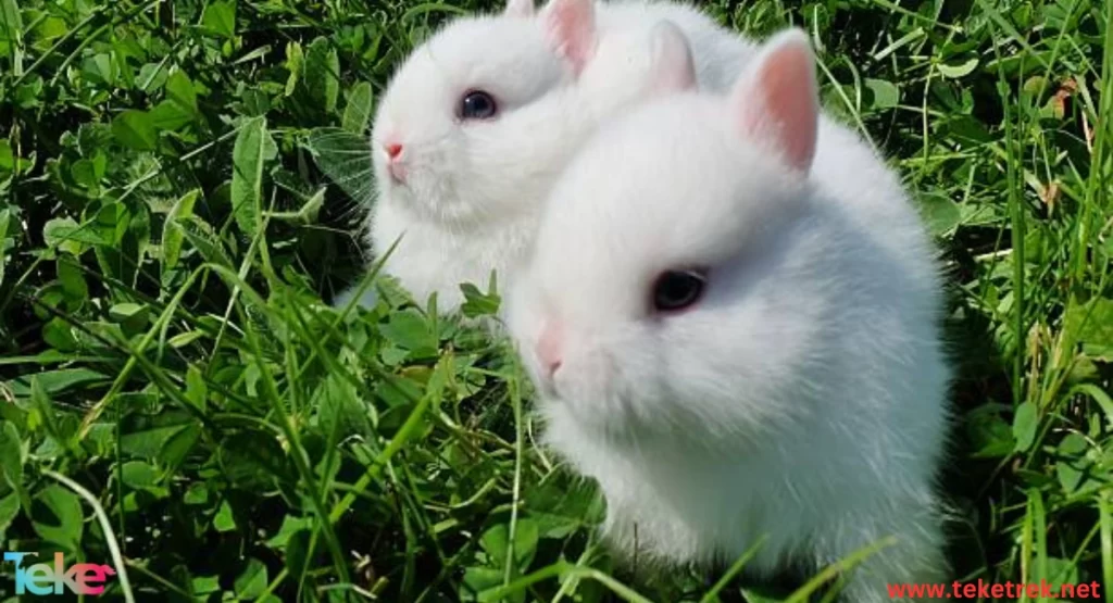 Netherland Dwarf Rabbit