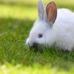 Netherland Dwarf Rabbit