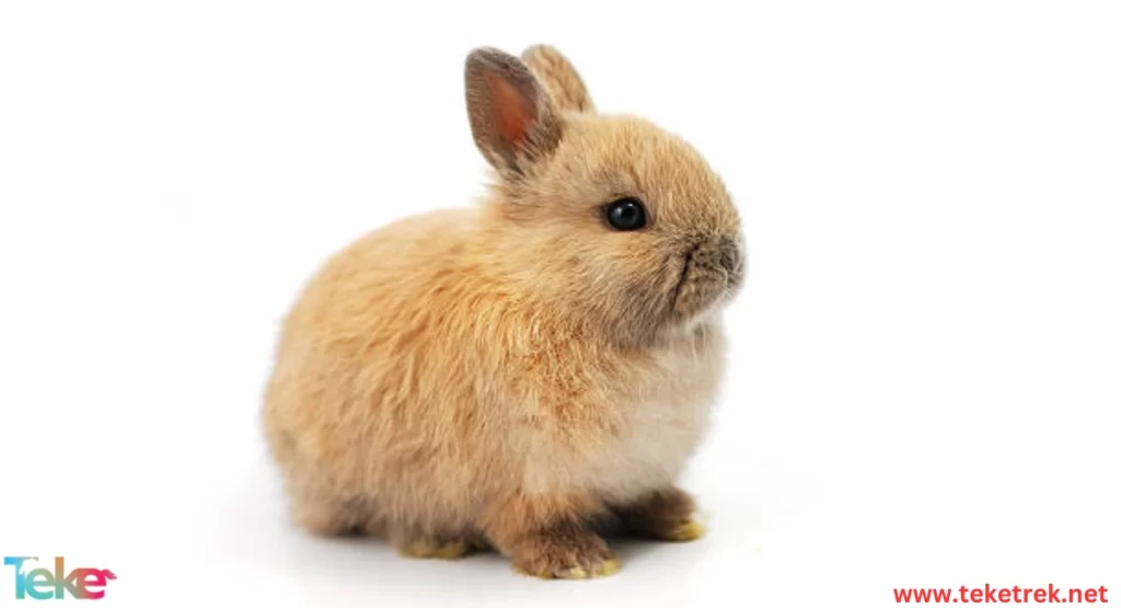 Netherland Dwarf Rabbit