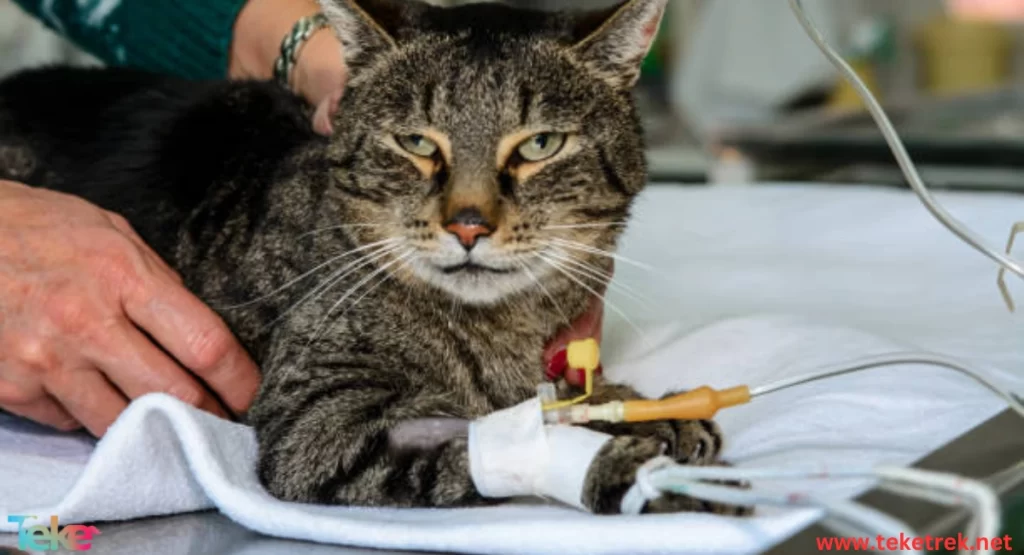 Aging Diseases in Cats