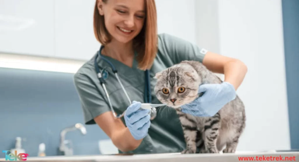 Aging Diseases in Cats