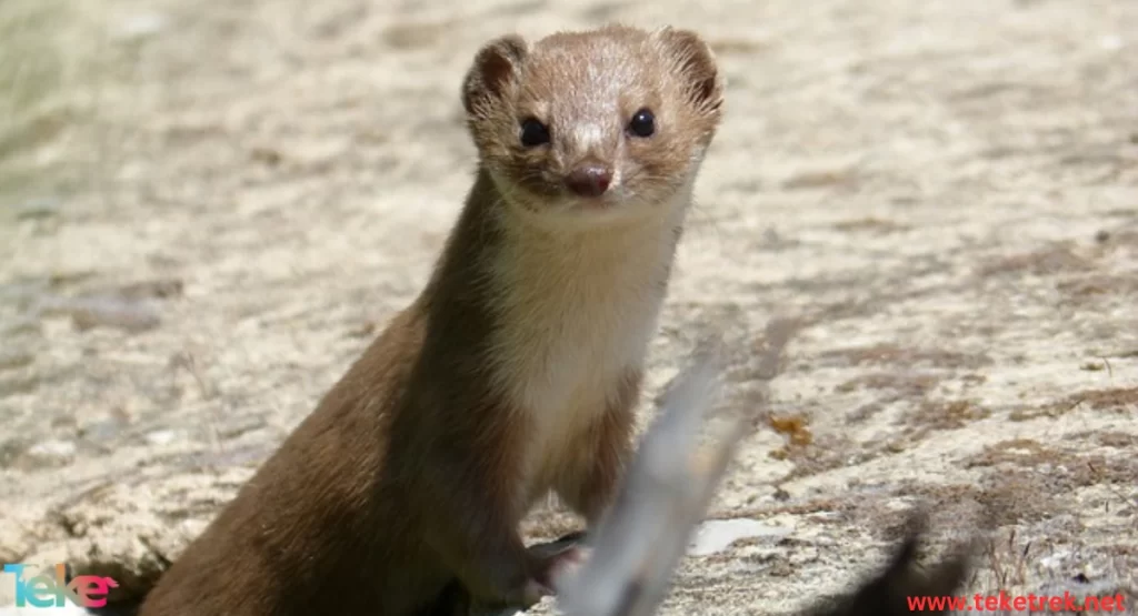 The Yellow-bellied Weasel