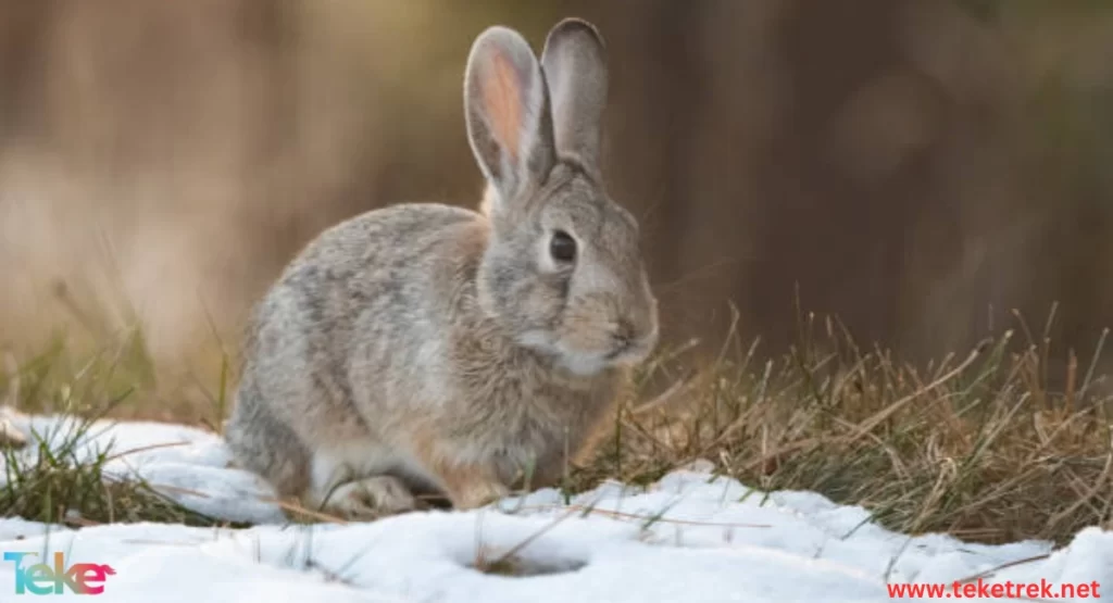 The Mountain Cottontail