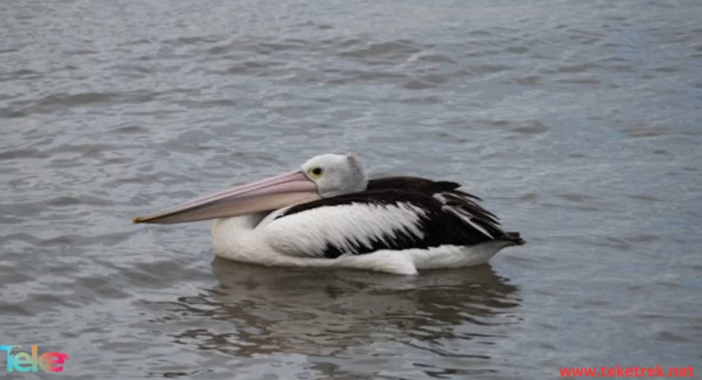 Peruvian Pelican