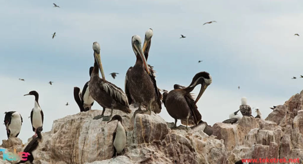 Peruvian Pelican