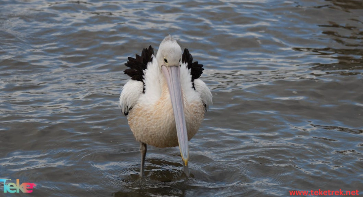 Peruvian Pelican