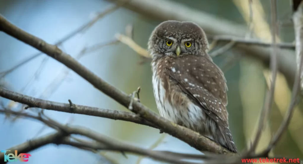 The eurasian eagle owl 