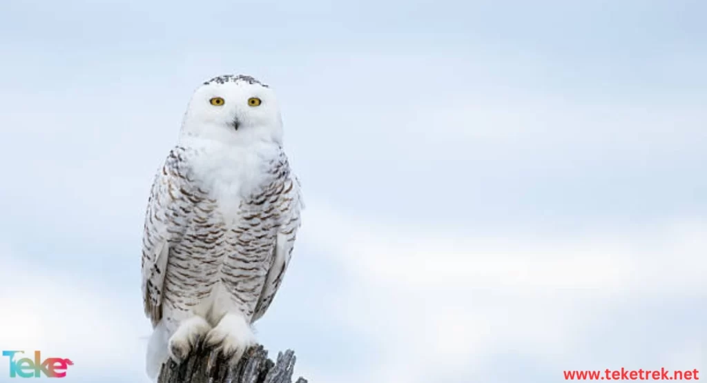 The Snowy Owl