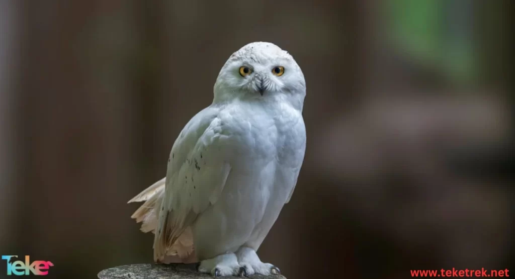 The Snowy Owl