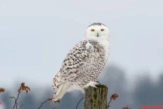 The Snowy Owl