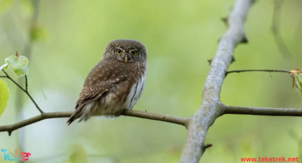 The Eurasian pygmy owl