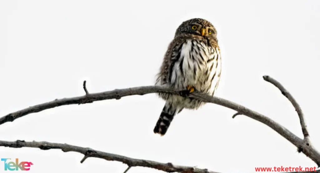 The Eurasian pygmy owl