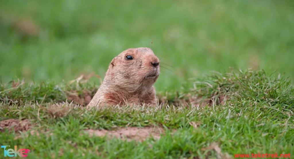  the Ground Squirrels